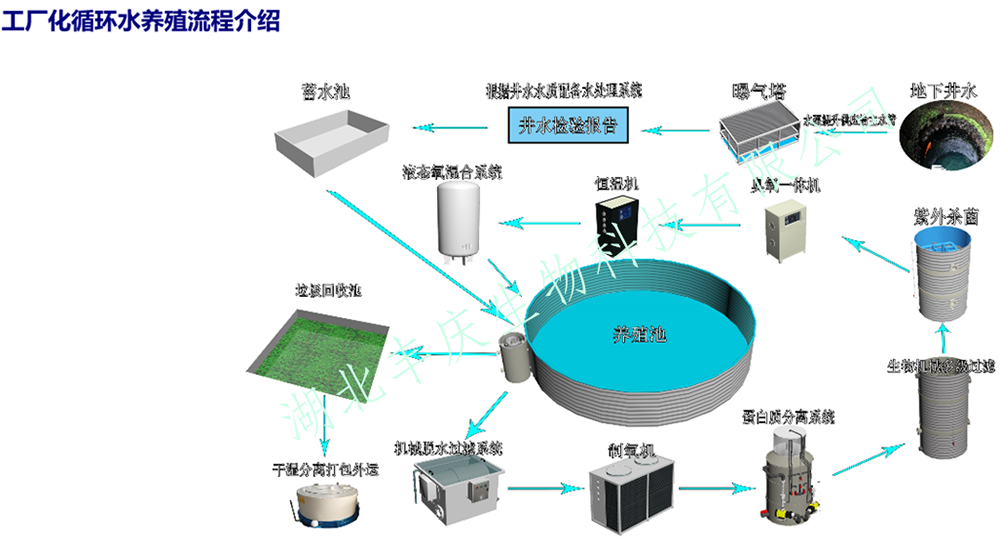 加州鱸魚的魚苗標(biāo)粗工廠化循環(huán)水養(yǎng)殖效益